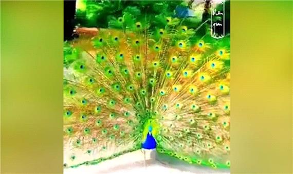 فیلمی دیدنی از سرزمین طاووس‌ها