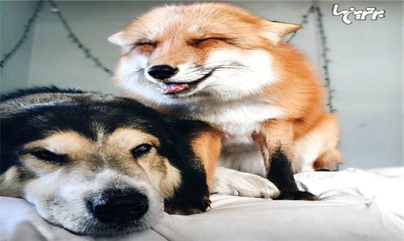 دوستی عجیب یک روباه با یک سگ
