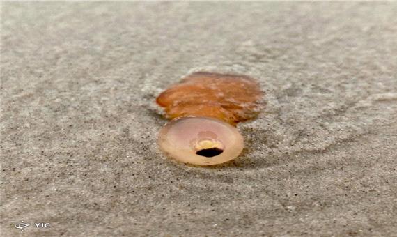 پیداشدن جانور عجیب و ناشناخته در ساحل دریا!