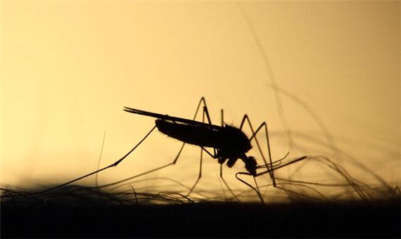 اصلاح ژنتیکی پشه‌ها برای کاهش میزان انتقال بیماری