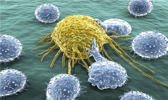 پژوهشگران با دستکاری سلول‌های «لنفوسیت تی» می‌خواهند رشد تومورها را متوقف کنند