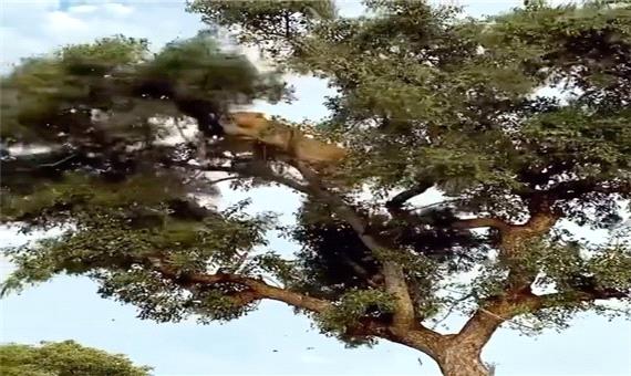 بالا رفتن شیر از درخت برای دزدی از پلنگ!
