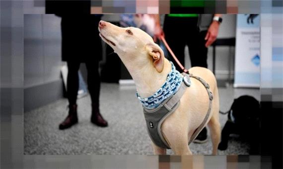 تشخیص بیماران کرونایی با سگ های آموزش دیده