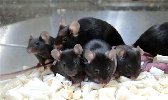 تولد بچه سالم از اسپرم موش فضایی!