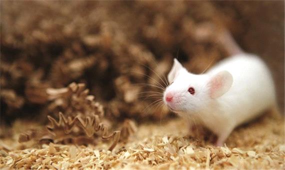 دانشمندان، موش‌های نر را وادار به زایمان کردند!