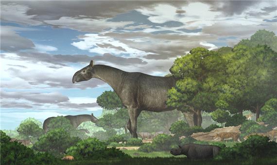 فسیل بزرگترین پستاندار خشکی‌زی تاریخ، کرگدن غول‌پیکر در چین کشف شد