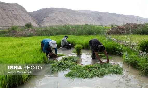برنج‌کاری در تب تند خشکسالی