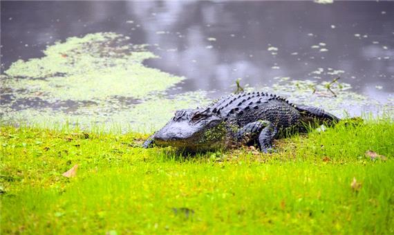 4گوشه دنیا/ تمساح گرسنه زن 29 ساله را هنگام شنا خورد!