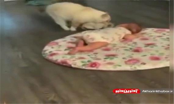 تلاش یک گربه برای ایجاد رابطه دوستانه بین فرزندش و نوزاد انسان