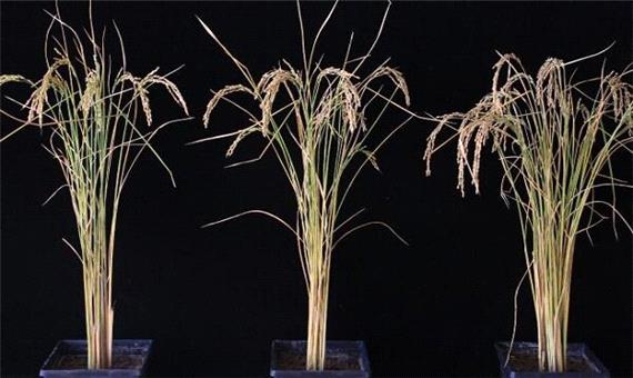 افزایش 50 درصدی تولید برنج و سیب زمینی با دستکاری ژنتیک
