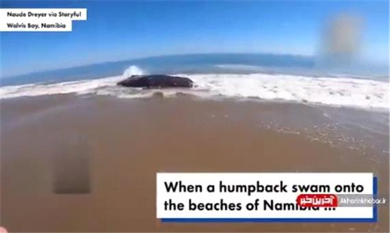نجات یک نهنگ به گل نشسته در جنوب آفریقا