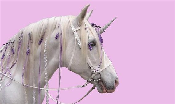 13 عکس اسب تک شاخ فانتزی و واقعی زیبا برای پروفایل