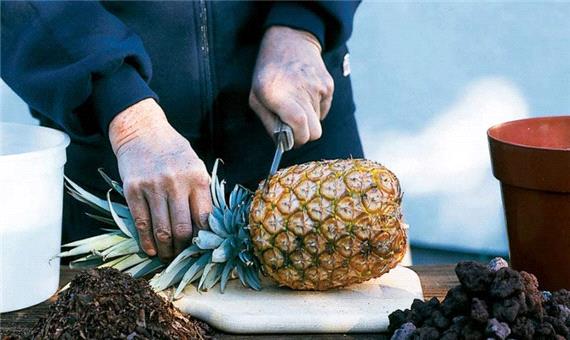 آموزش کاشت آناناس در خانه