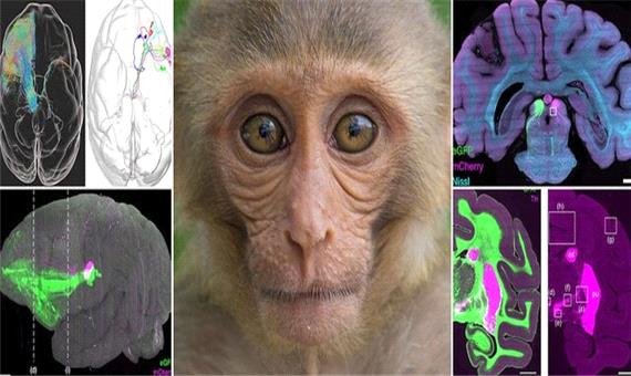 ارائه نخستین تصویر سه‌بعدی واضح از مغز میمون