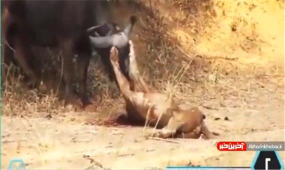 شکار ناموفق شیر و زخمی شدن آن توسط بوفالو