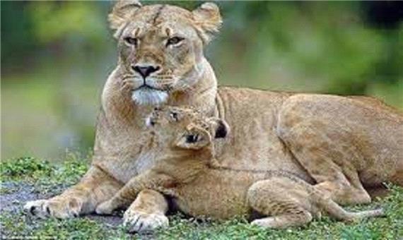 لحظاتی تماشایی و جالب از بازی خنده‌دار یک توله شیر با مادرش