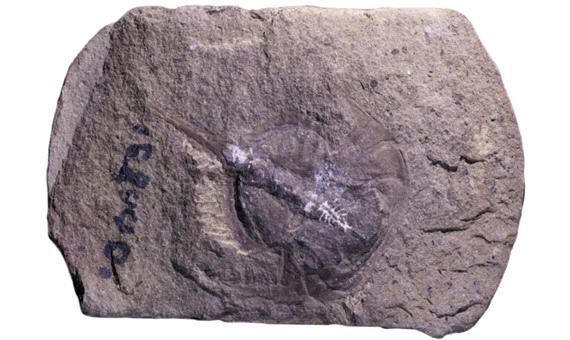 کشف فسیل نادر 310 میلیون ساله: مغز خرچنگ نعل اسبی بدون هیچ نقصی حفظ شده است