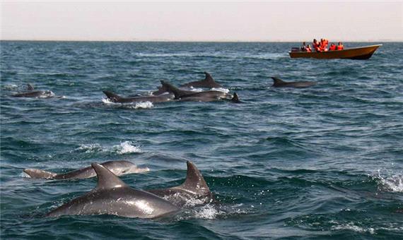فرار دیدنی دلفین ها از نهنگ های قاتل