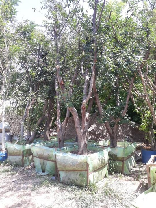 عملیات کاشت ۱۰۰ اصله درخت روت بال