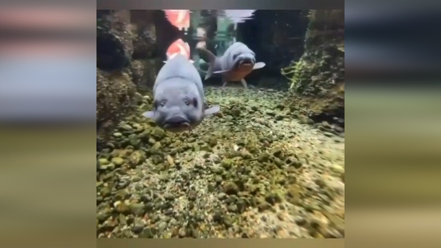 جوی آب فوق العاده زیبا در ژاپن