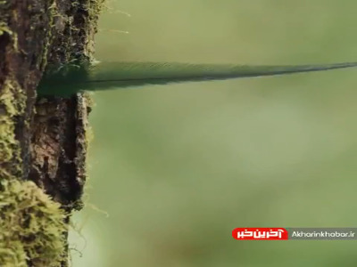 سرکشی یک پرنده «کوئتزال» با شکوه از لانه خود