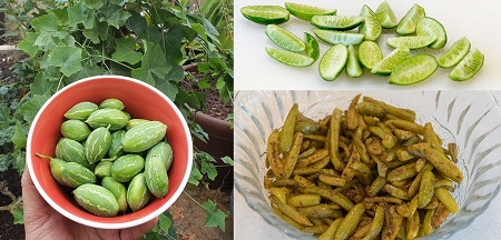آریا بانو