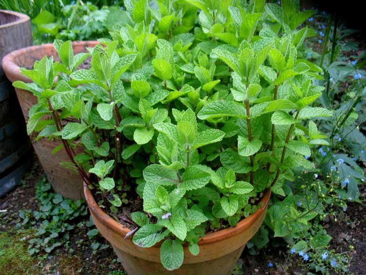 کاشت نعنا در گلدان به روش قلمه زدن یا کاشت بذر