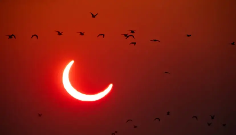 کسوف و سکوت طبیعت: خورشیدگرفتگی کلی آمریکا راز حساسیت پرندگان به نور را فاش کرد
