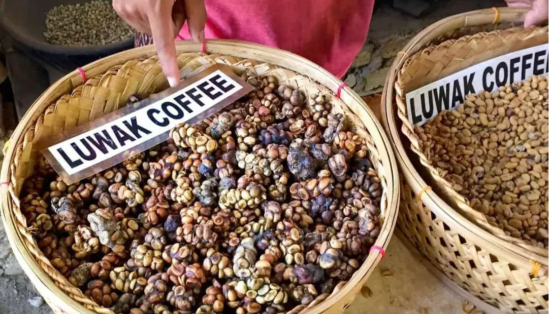 راز طعم کوپی لواک؛ چگونه مدفوع یک پستاندار آسیایی گران‌ترین قهوه دنیا را تولید می‌کند؟