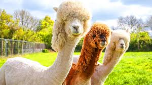 تکامل عجیب لاما و گلبول های قرمز بیضی شکل