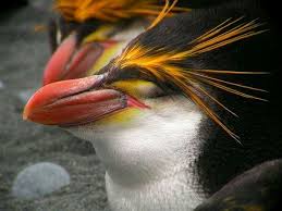 کاوشگران اعماق اقیانوس