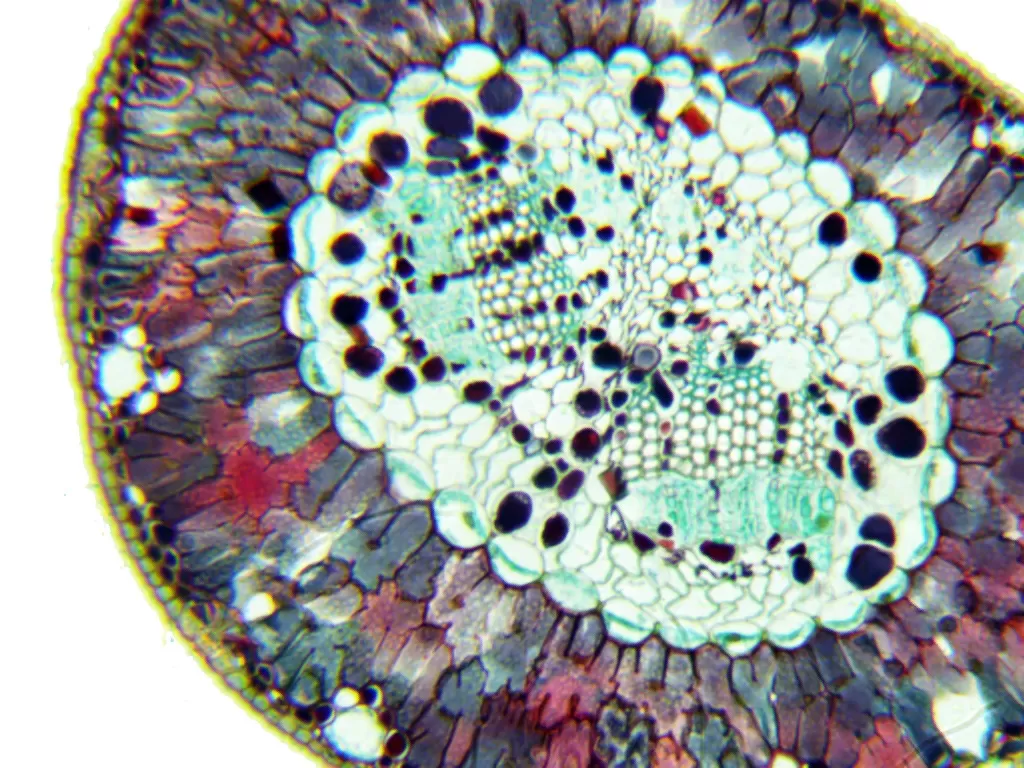 مشاهده دنیای زیبای درونِ سوزن کاج زیر میکروسکوپ