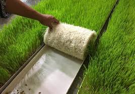 کشت هیدروپونیک برای تأمین علوفه دامی و اجرای آن در کشور