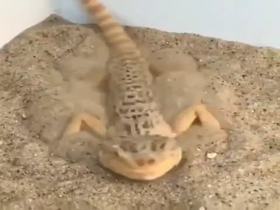 نحوه استتار جالب  مارمولک بزرگ