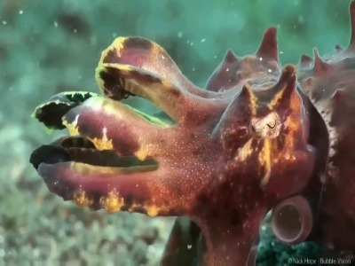 کوتل ماهی رنگارنگ ؛ از سمی ترین موجودات دریا