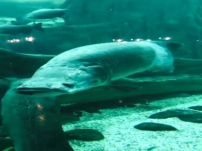 ماهی گرمسیری پرتوی آب شیرین