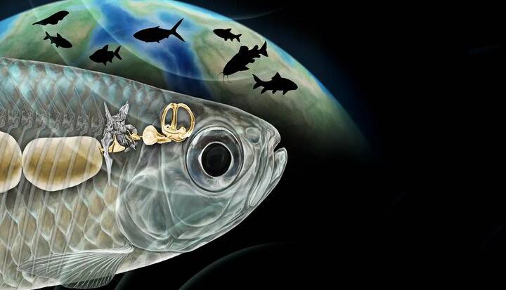 ماهی باستانی با شنوایی شبیه انسان، دانشمندان را شگفت‌زده کرد