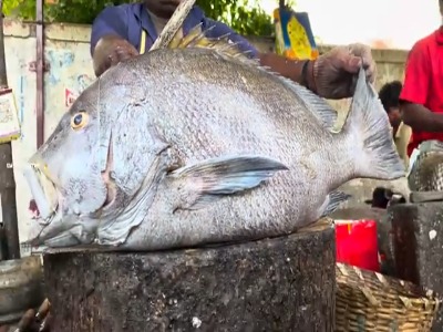 مهارت دیدنی ماهی فروش هندی در برش زدن ماهی کورالی بزرگ