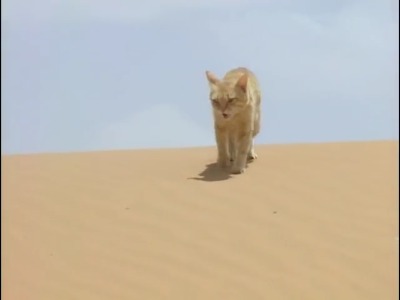 گربه شنی در مقابل مار صحرا‌‌