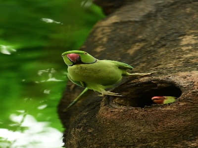 مراقبت از جوجه ها توسط والدین