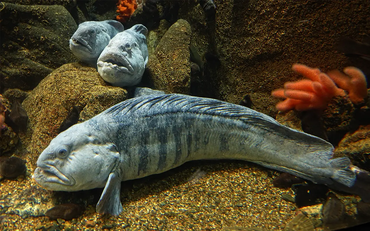 گرگ ماهی اقیانوس اطلس