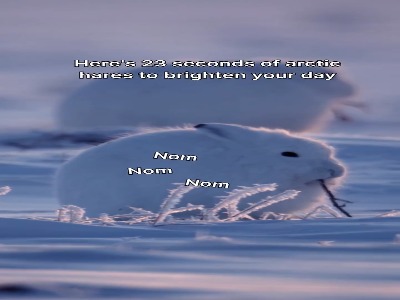 ۲۳ ثانیه با خرگوش‌های قطبی در صبح شنبه