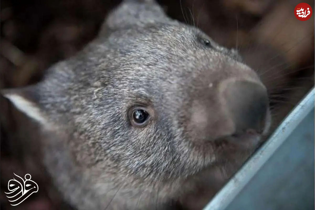 گوناگون/تولد تاریخی وامبت دماغ‌پشمالو در دل طبیعت