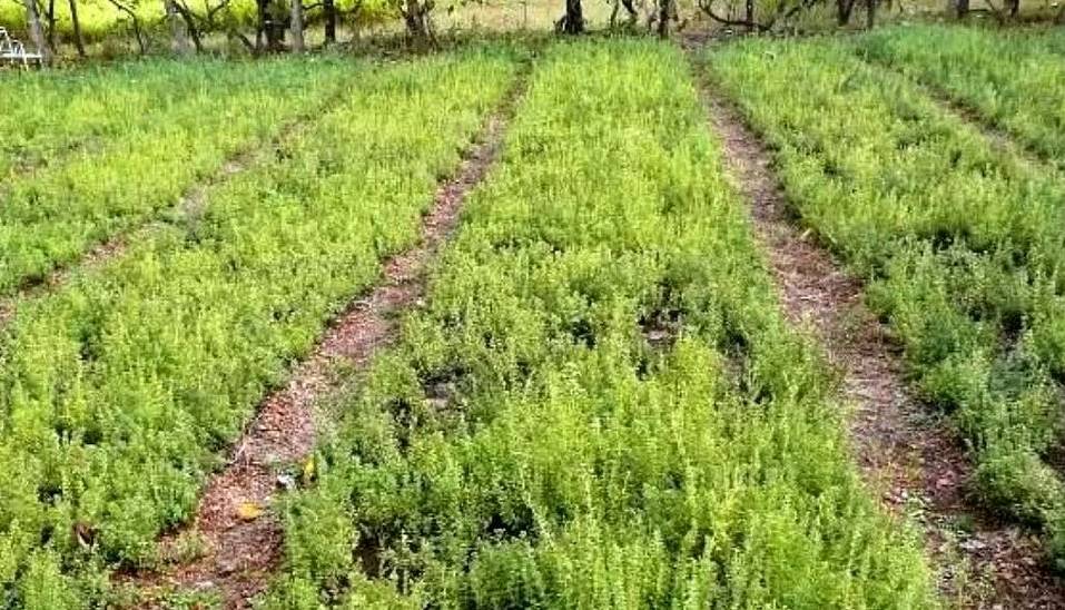 گوناگون/ ماجرای گیاهی روسی در دل کویر ایران