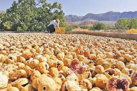 پاییز بزرگترین انجیرستان دیم جهان، استهبان