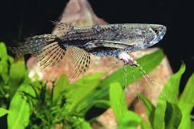 پروانه ماهی با بال های بزرگ