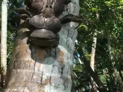 خرچنگ نارگیل ، بزرگترین سخت پوست زمین