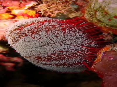 توتیای چرمی یا توتیای آتشین