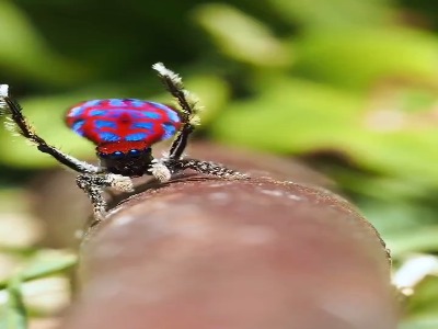 حرکات موزون و بامزه عنکبوت طاووسی