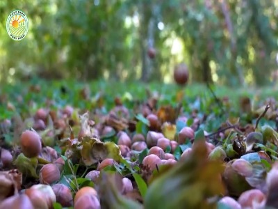 برداشت و فرآوری صدها تن فندق در آمریکا